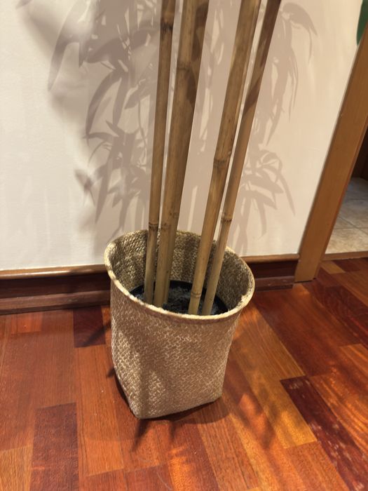 Planta bambu maison du monde