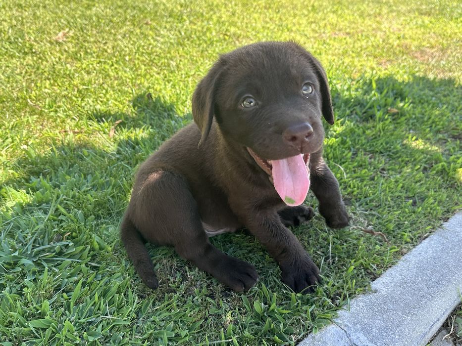 Labrador Retriever LOP e Afixo - MACHO