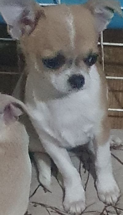 Племенная девочка под выставки КСУ