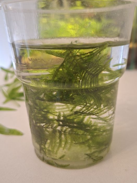Rośliny akwariowe z przycinki mech peacock moss + hygrophila polysperma