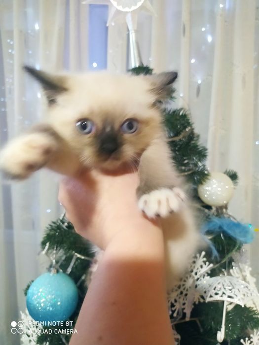 Продаються гарні кицьки. Балінез(мама), британець(тато).