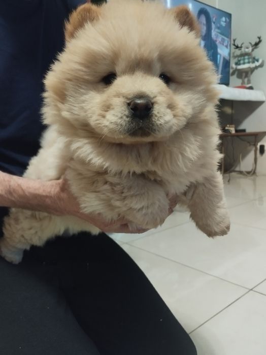 Chow Chow szczeniak
