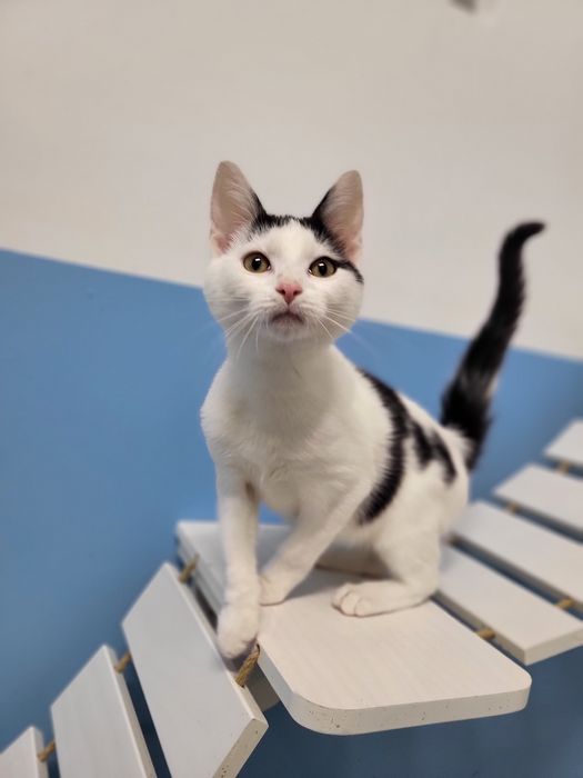 7 miesięczny kociak do adopcji