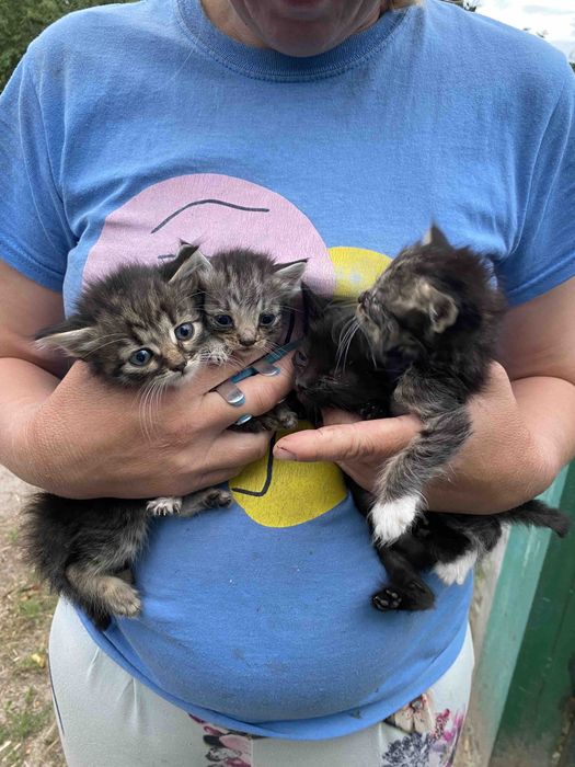 Кошенята шукають нову родину ,телефонуйте!