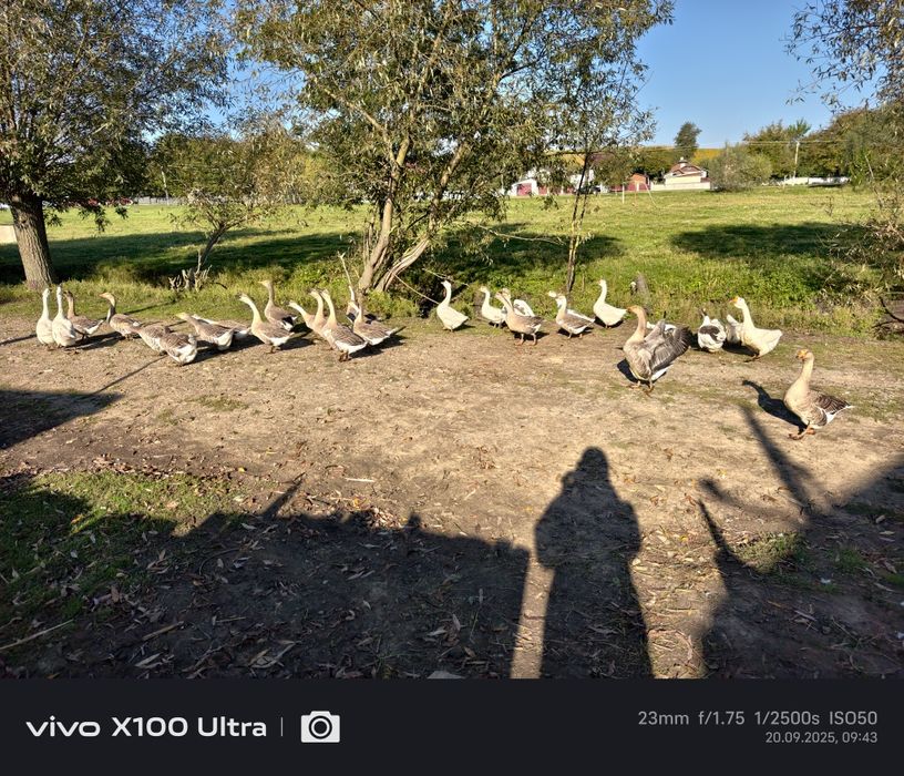 Продаються Гуси.