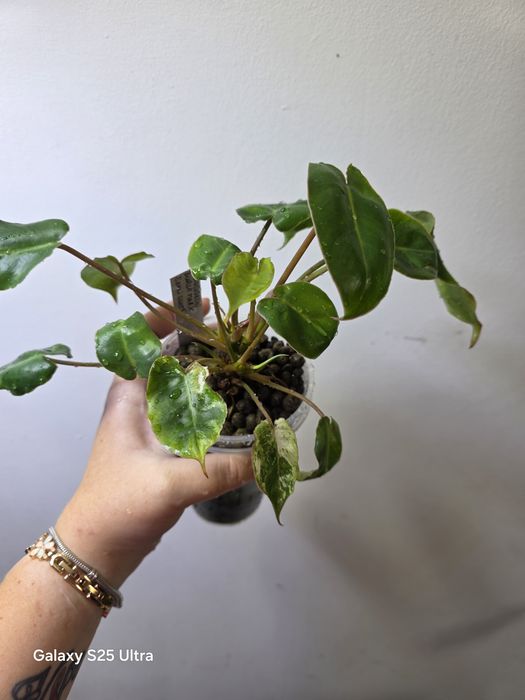 Philodendron burle marx snow white