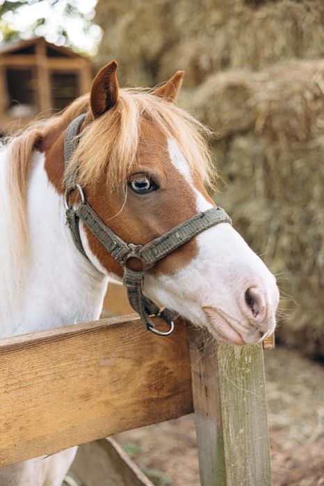 Шотландський поні шукає родину