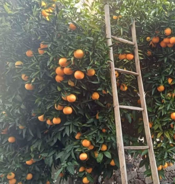 Laranjas e Tangerinas