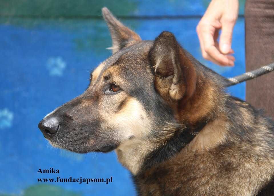 Amika, przyjaciółka wilczyca