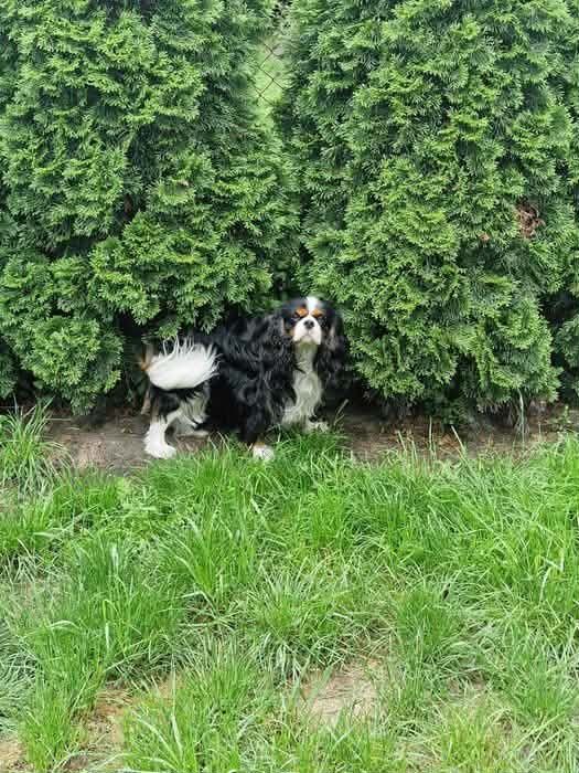 Reproduktor Cavalier King Charles Spaniel