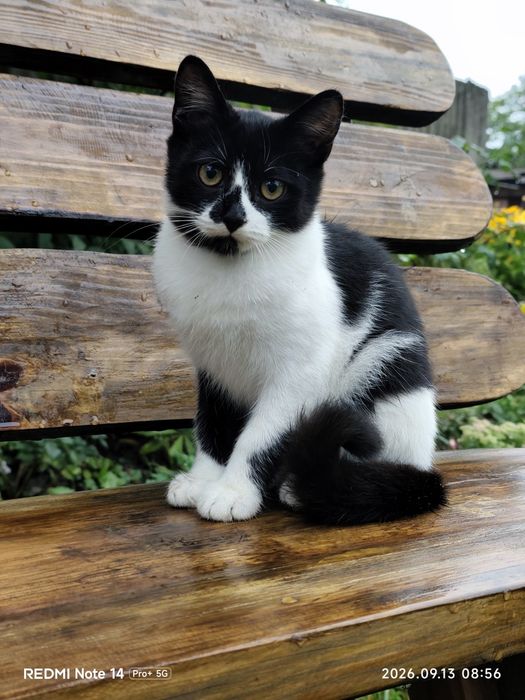 котик шукає родину