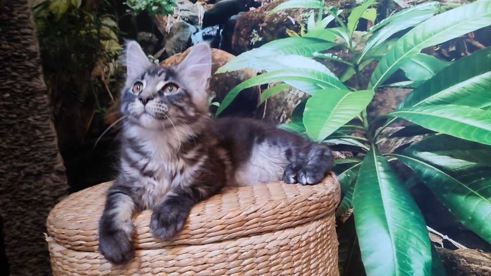 Koteczka MCO z Bluebona*Pl