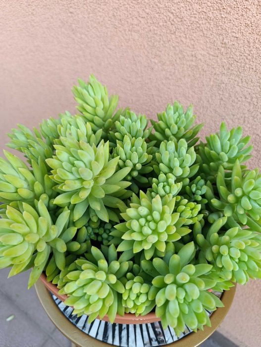 Rozchodnik Morgana - Sedum morganianum