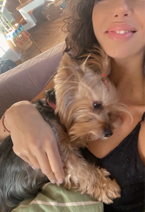 Petsitter - opieka nad zwierzętami