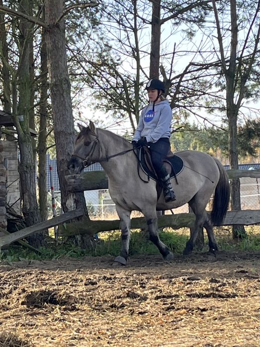 Konik polski wałach 4 lata pod siodło