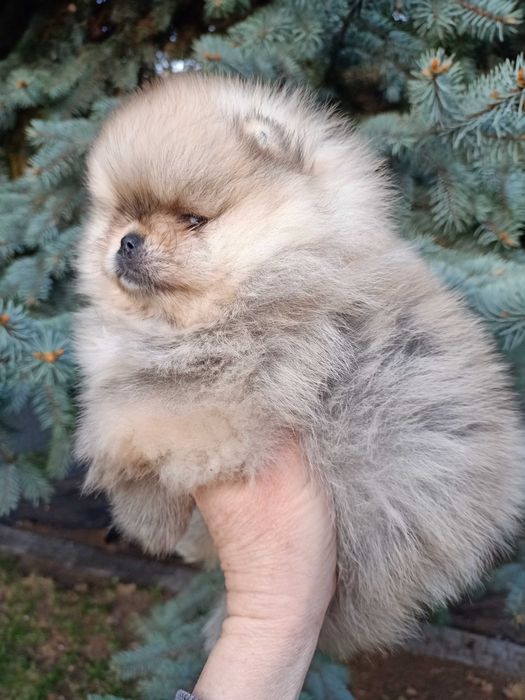 Bardzo ładna dziewczyna pomeranian.