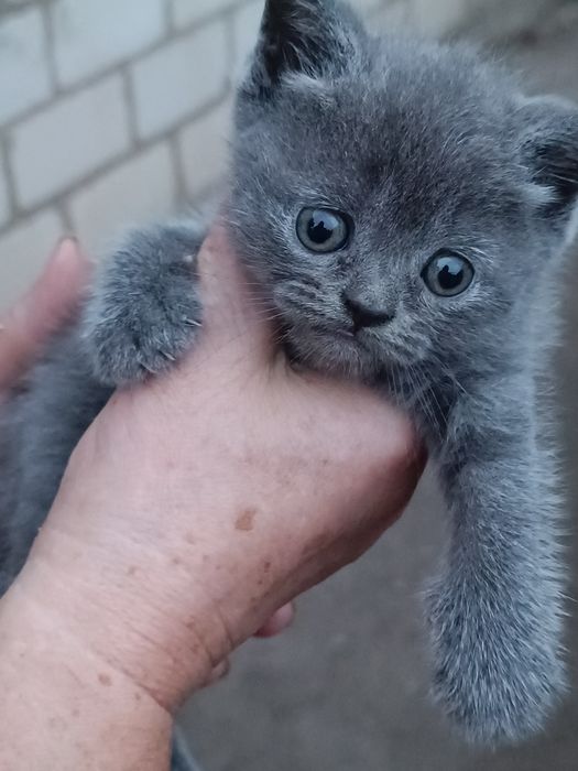Продам породистих котят, кошенят, британці.