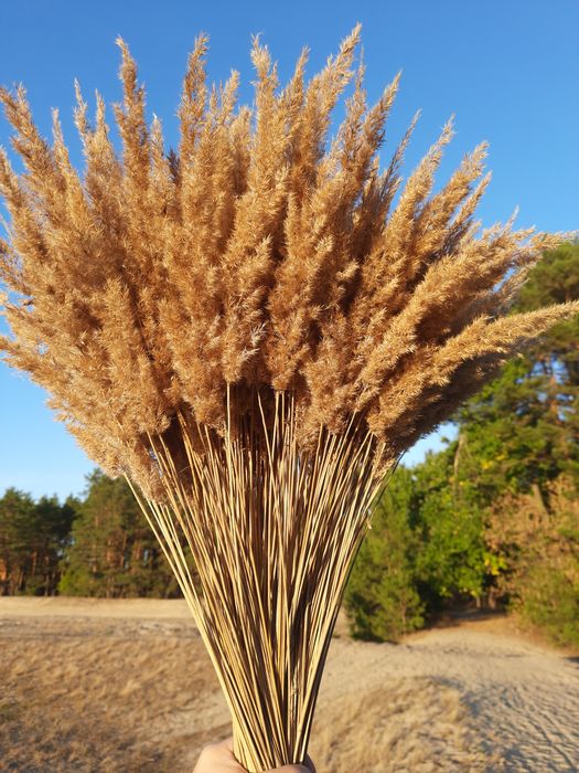 Пшениця,сухоцвіти, лісова трава. Терміново.