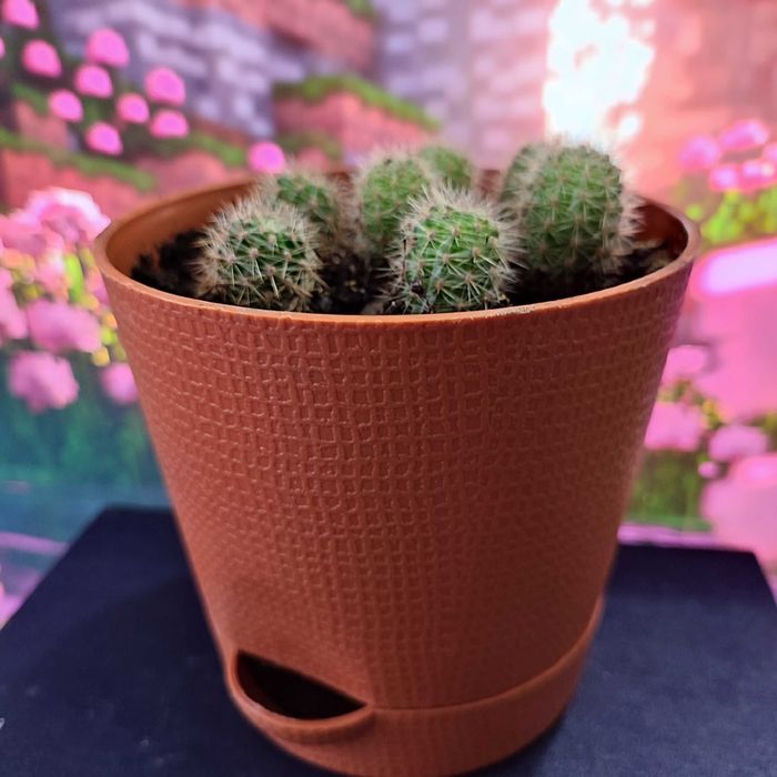 Кактуси кімнатний ехінопсис эхинопсис