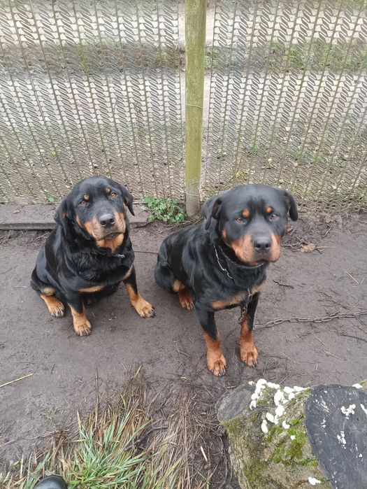 Песики ротвейлера
