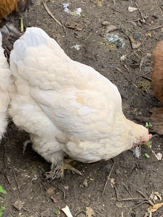 Galinha isabella brahma batan com um ano para venda