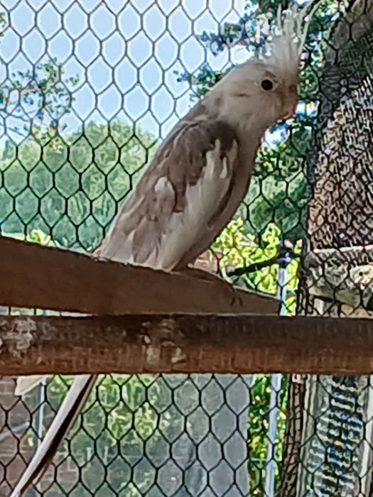 Zamienię samca nimfy .