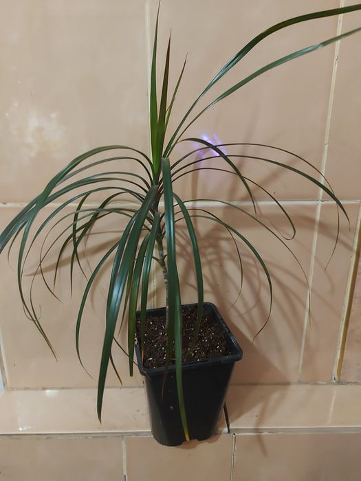 Юкка  слонова вічнозелена рослина,драцена запашна
