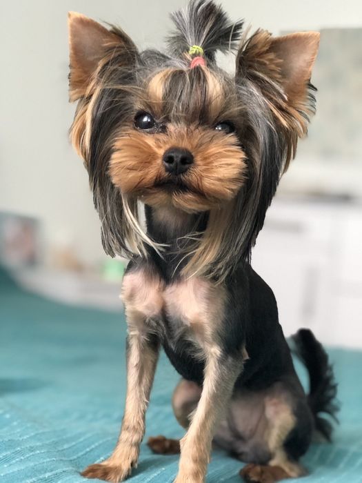 Стрижка собак и котів (грумінг) з виіздом. Стрижка тварин