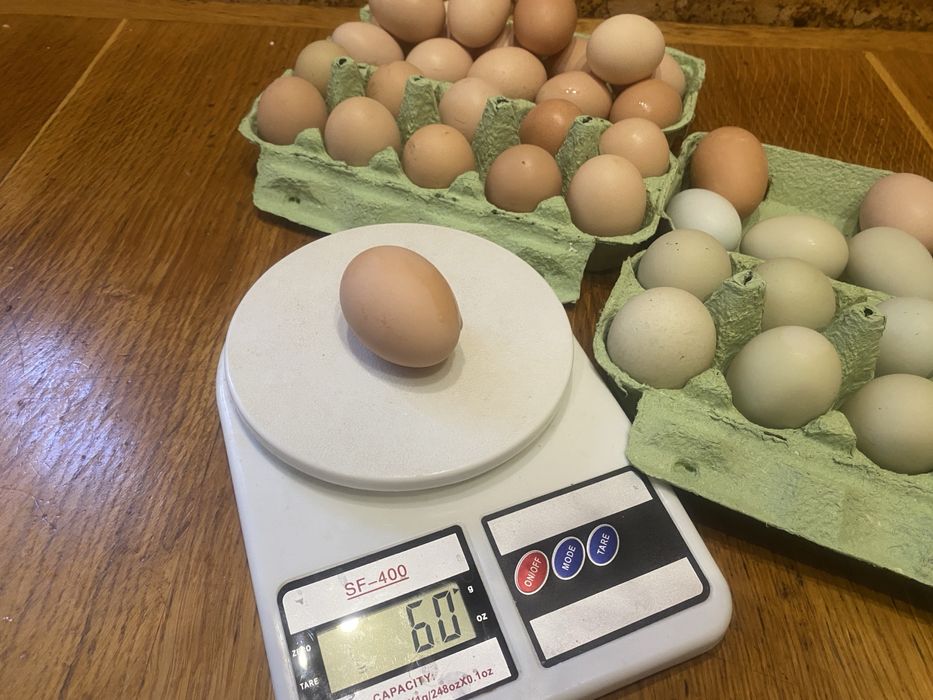 Продам справжні домашні яйця від власних курей.