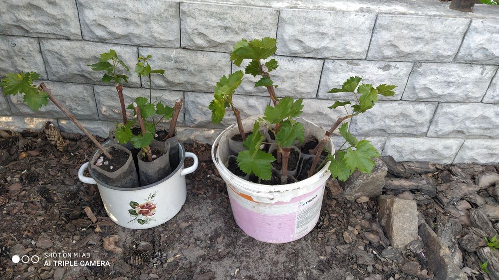 Продам укорінені черенки винограду.