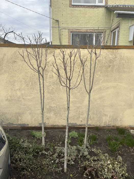 Гібіскфс сірійський на штамбі. Рожевий