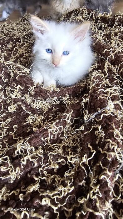 Kocurek syberyjski