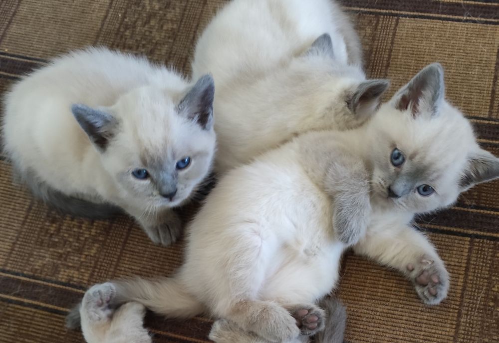 Кошенята британські, котики, кицюні