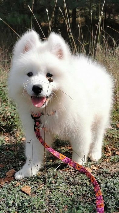 Suczka samoyed z rodowodem szczenię