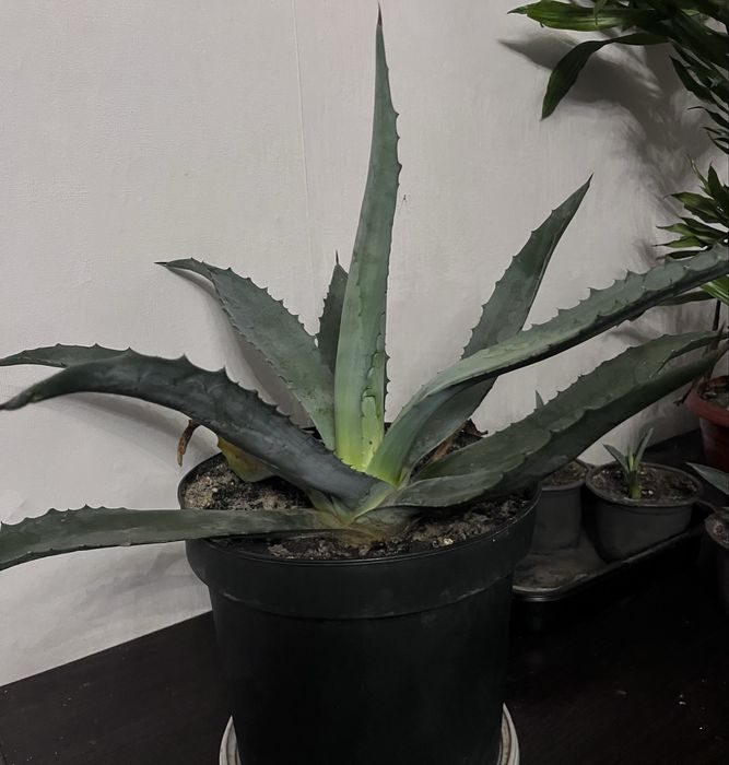 Агава , сукулент