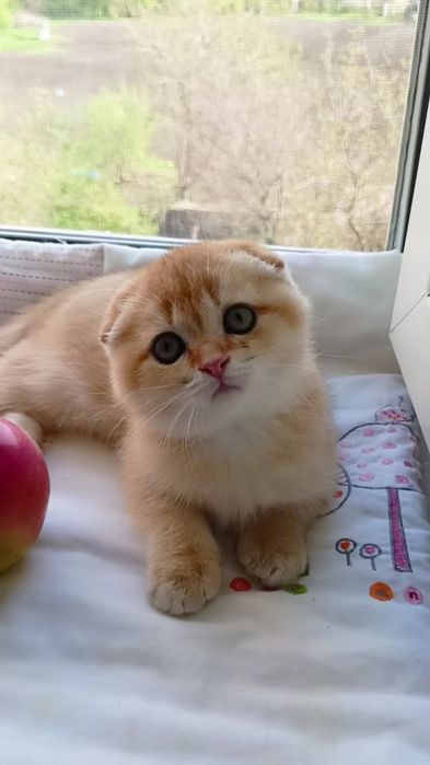 Просто няшечка. Шотландский котик золотая шиншилла
