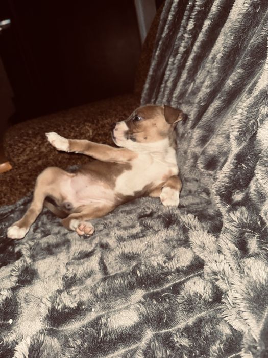 Чистокровные щенки Стаффы