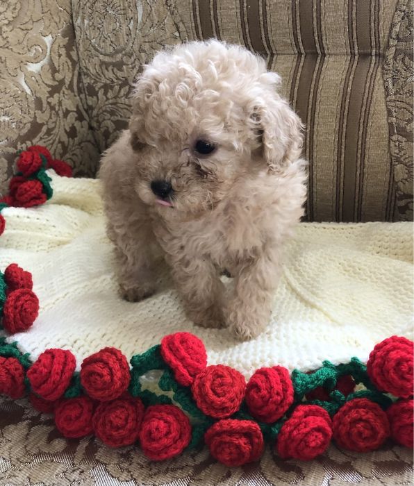 Хто бажає диво?)