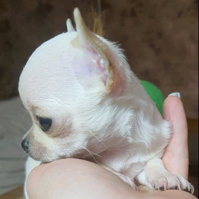 Вязка чихуахуа миник