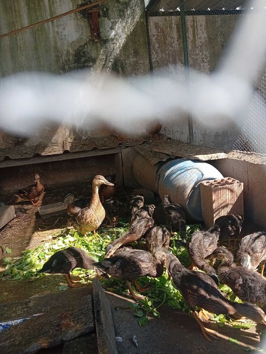 Patos reais novos