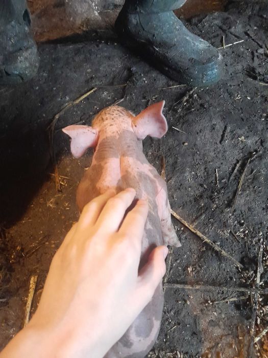 Свиноматки петрени в чистоті