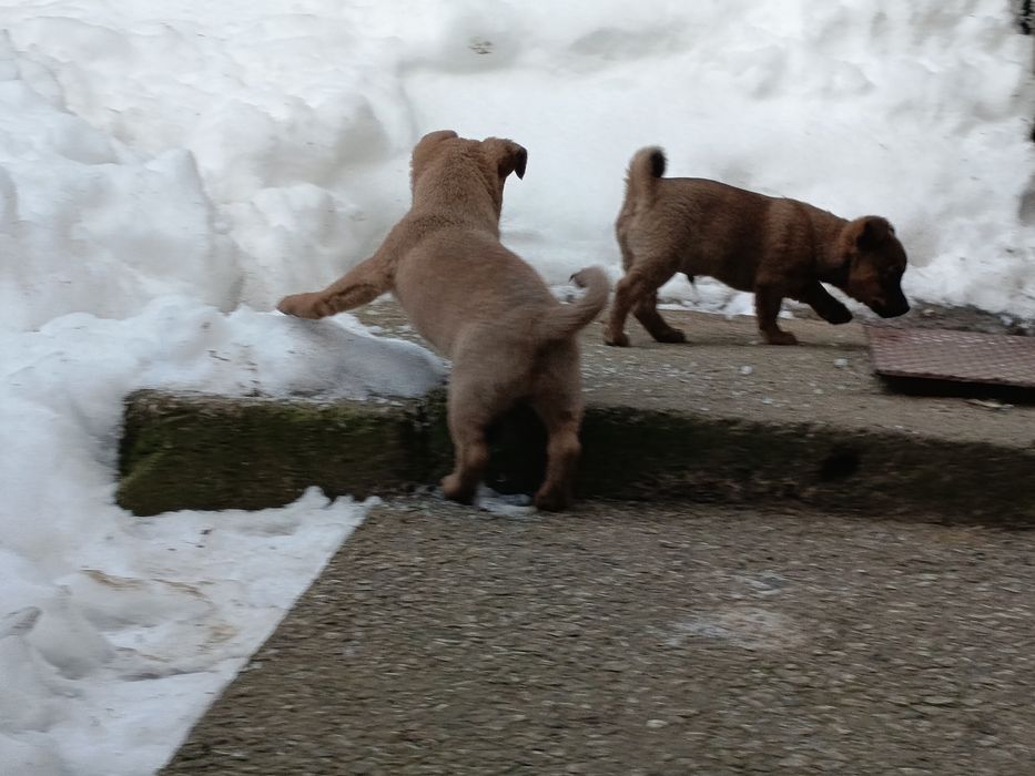 Małe pieski do oddania