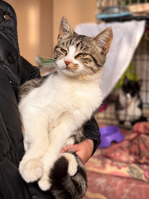 Кошенята  в добрі руки