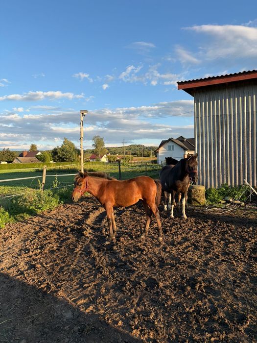 Klaczka huculska – odsadka na sprzedaż