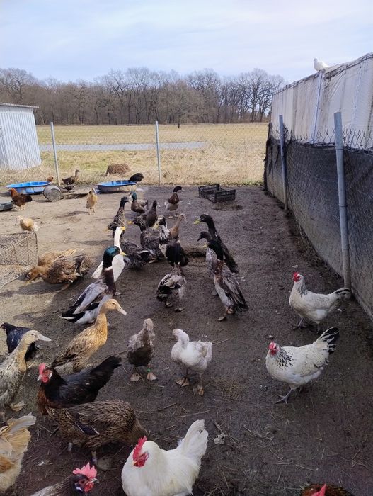 Zamienię kaczory, biegus i staroposki