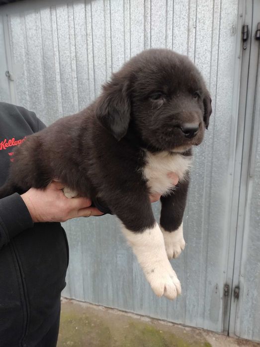 Owczarek środkowoazjatycki