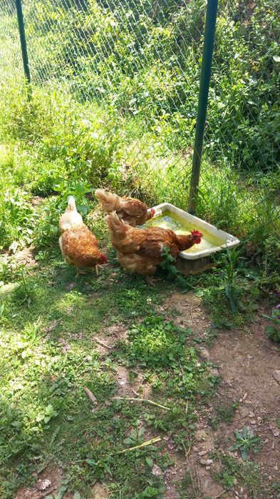 Galinhas poedeiras do campo