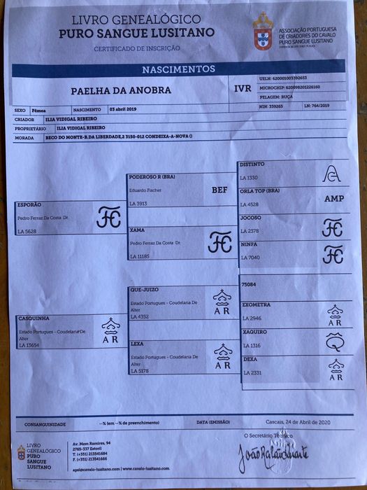 Excelente Égua Lusitana