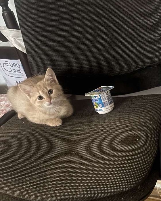 Віддамо кошенят в добрі руки.