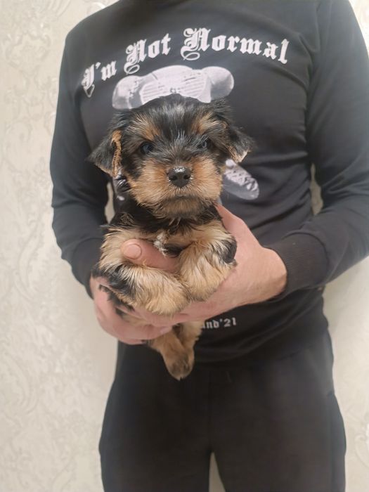 Милая девченка Йорочка